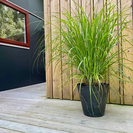 Cozy Original - Close To The